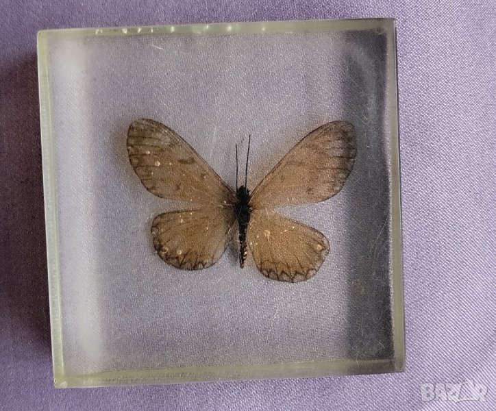 пеперуда в смола / стъкло, снимка 1