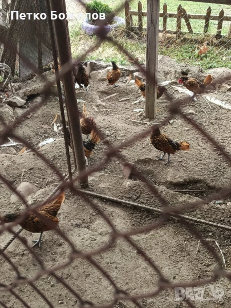 Налични млади чифтове златен зибрайт, снимка 1