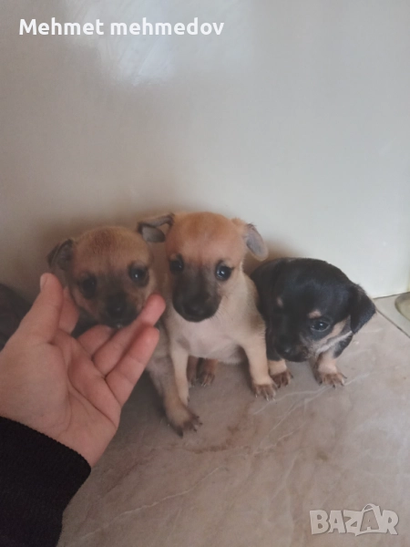 Продават се малки  Чистокръвни Пинчери родени на 29 август цена 350лв, снимка 1