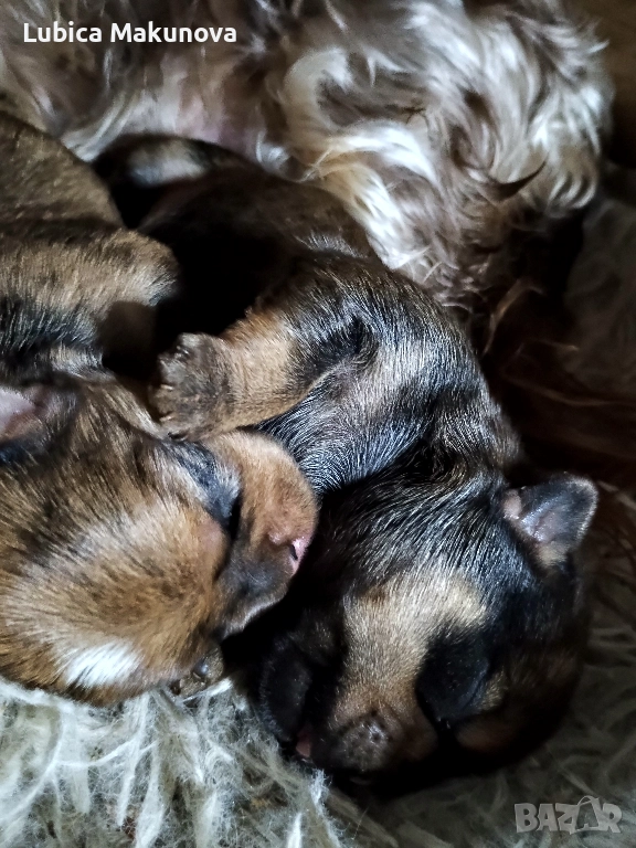 Jorkšir x Mopsik, снимка 1