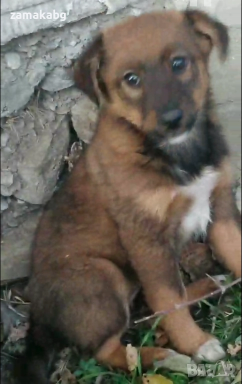 Подаряваме кученцe бездомниче пухено бобче женско, снимка 1