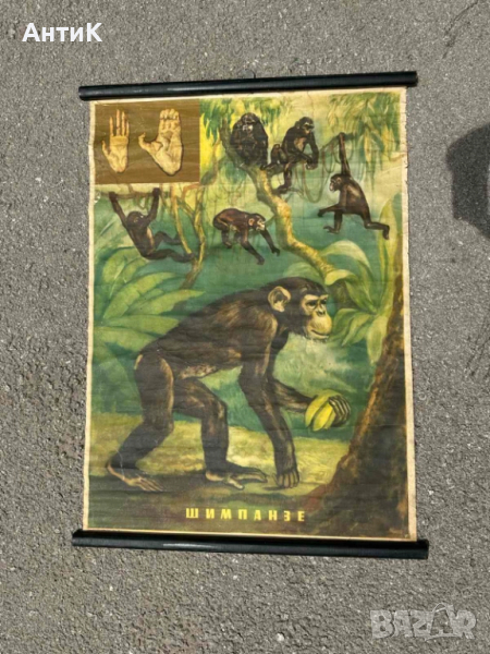 Соц Учебни Плакати Постери Биология, снимка 1