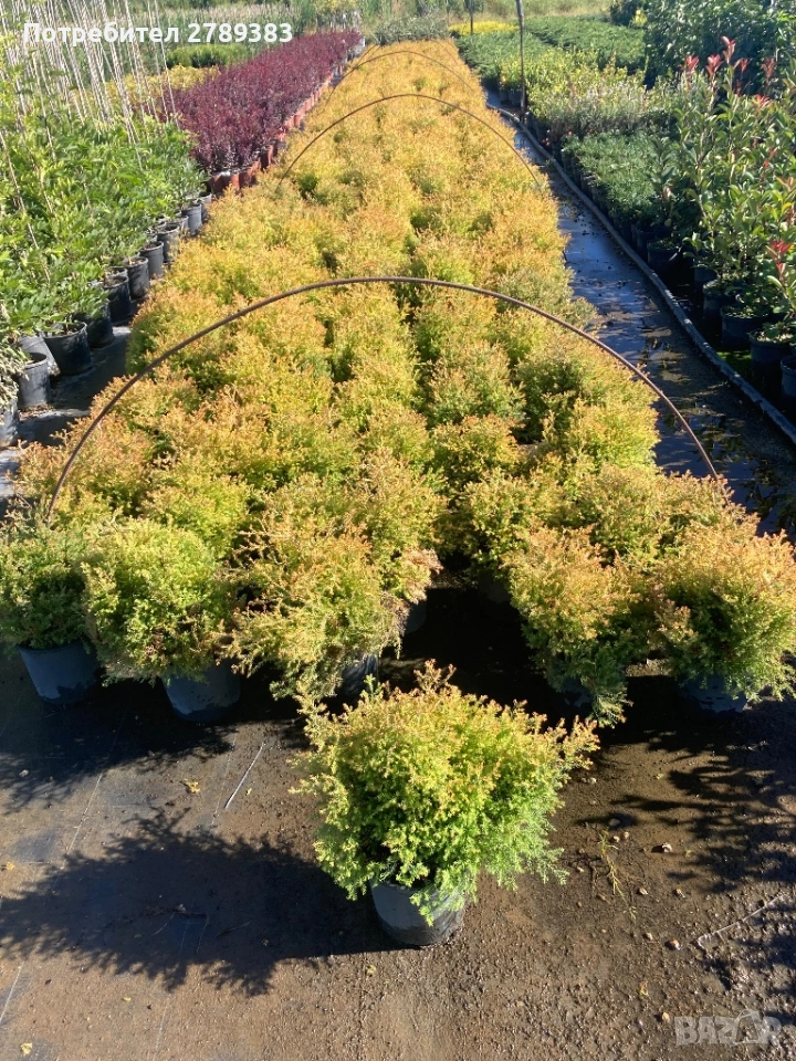 Туя рейнголд, снимка 1