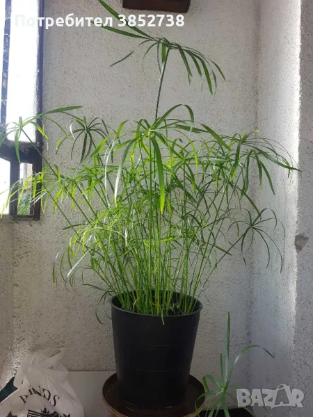 Продавам водни палми, снимка 1