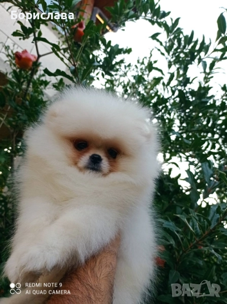Момиченца померани , снимка 1
