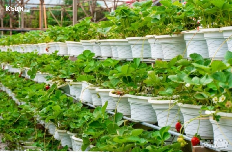 Ягоди в саксия и само корен. , снимка 1