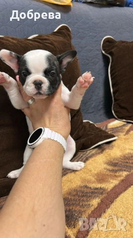 Френски булдог