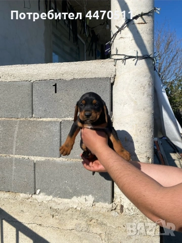 Ловни кучета, снимка 6 - Гонче - 54316867