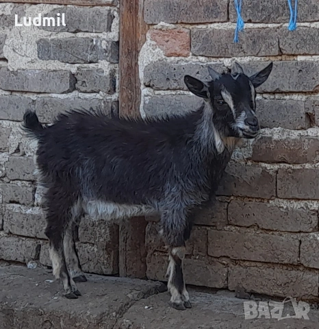 Продавам Камерунски яренца и козички, снимка 3 - Други животни - 54317447