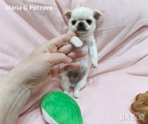 Мъжко чихуахуа, снимка 2 - Чихуахуа - 53982684