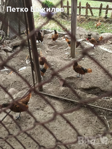 Налични млади чифтове златен зибрайт, снимка 1