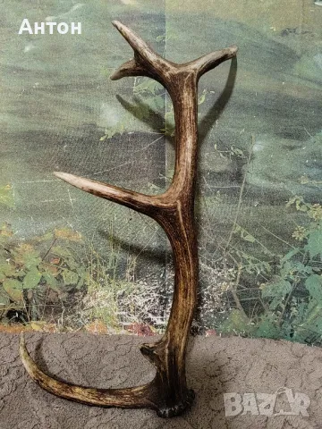 Рог.Рог.Рог.