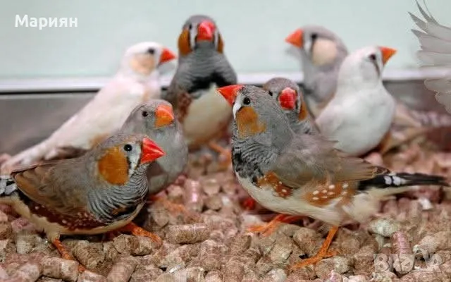 Амадинки , снимка 1