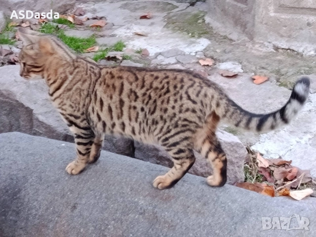 Бенгалска котка , снимка 2 - Бенгалски - 49897814