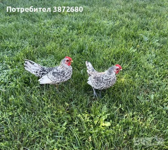 сребърен зибрайт, снимка 8 - Кокошки и пуйки - 55730184