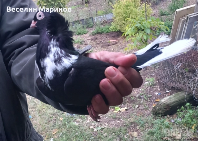 Продавам шуменски гълъби , снимка 6 - Гълъби - 52011901