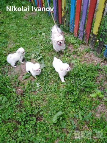 Пекинезчета бели мъжки на 2 месец, снимка 3 - Пекинез - 53939562