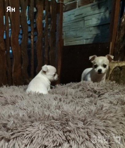 чихуахуа , снимка 3 - Чихуахуа - 52745242