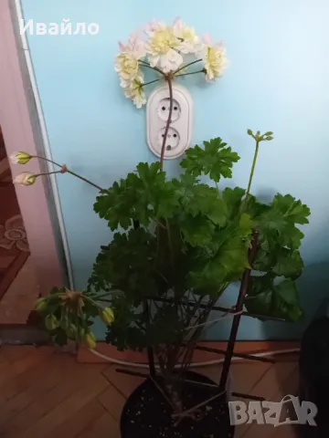 Жълти Мушката и други, снимка 5 - Стайни растения - 40763745