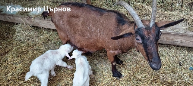 продават се