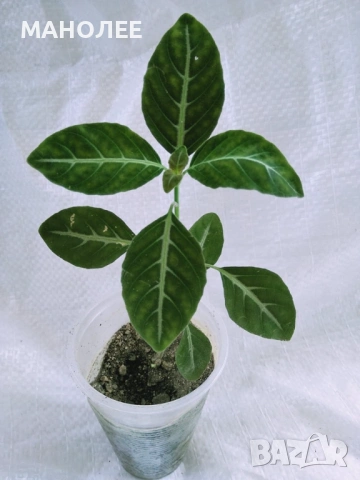 🪷🪷🪷Руелия🪷🪷🪷🪷, снимка 2 - Стайни растения - 53010426