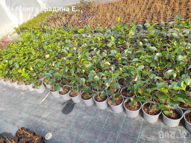 Камелия - Червена , снимка 10 - Градински цветя и растения - 54020690