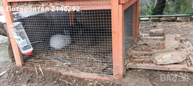 Продавам  зайчета, снимка 4 - Други - 49616655