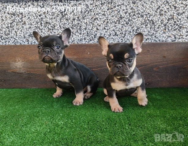 Френски булдог , снимка 9 - Френски булдог - 52372599