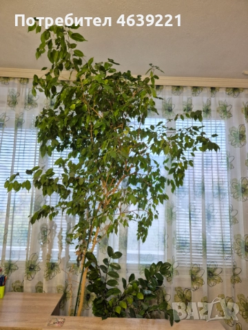 Бенджамин - 2 броя, снимка 3 - Стайни растения - 52259716