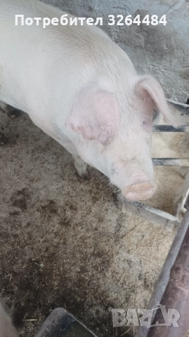 Продавам прасе, снимка 6 - Прасета - 52620877