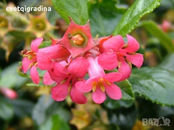 Escallonia ‘Red Dream’ (Ескалония ‘Червена мечта’)