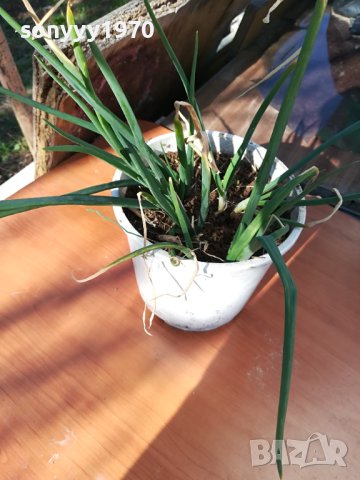 ЛУК ЗАСАДЕН В САКСИЯ-ЗА САЛАТАТА ЗА ДЕКОР ИЛИ ДР 1802241006, снимка 5 - Стайни растения - 44349132
