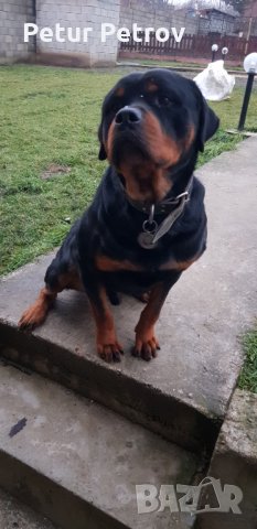 Ротвайлер  за разплод, снимка 7 - Ротвайлер - 19822243