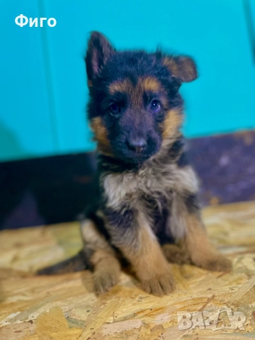 Немски Овчарки Родословни Родители , снимка 2 - Немска овчарка - 52596963