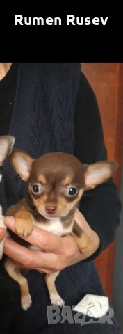 Продавам Чихуахуа женско, снимка 9 - Чихуахуа - 52933468