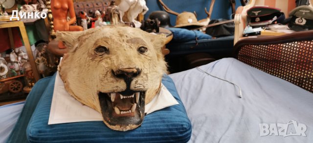 Глава на лъв трофей от 19век., снимка 11 - Антикварни и старинни предмети - 29194108