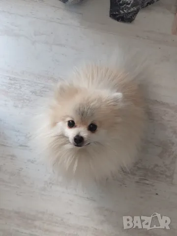 Померан ♂️