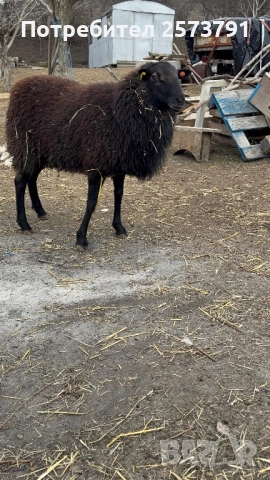 Романовски овце и агнета за клане и разплод., снимка 5 - Овце - 50713280