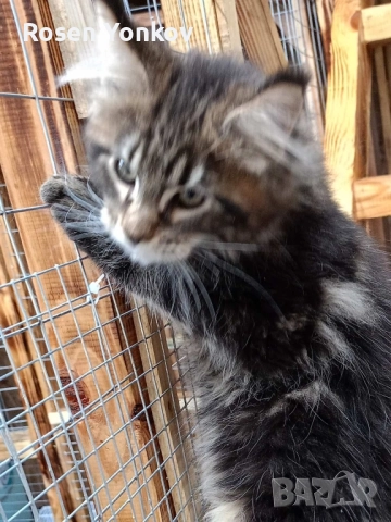 Мейн Кунчета със родословие и документи от частен развъдник., снимка 9 - Мейн кун - 52308491