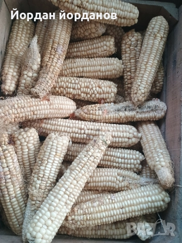 продавам бяла царевица , снимка 9 - Сортови семена и луковици - 52339346