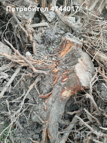 Корени от Орех , снимка 10 - Маси - 53940890