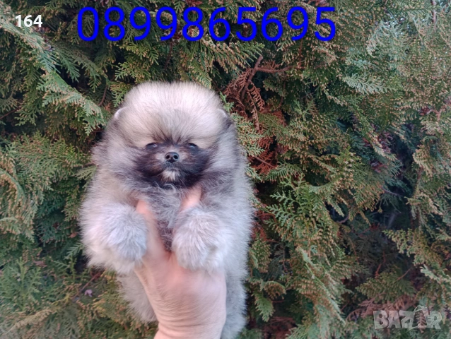 Мини Померан.Реални снимки !!! Миниатюрно момченце. , снимка 4 - Померан - 53917527