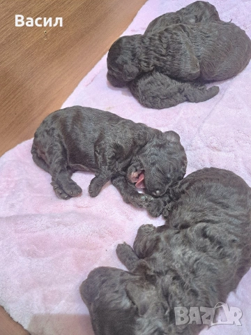 той пудел шоколад , снимка 3 - Пудели - 52939224