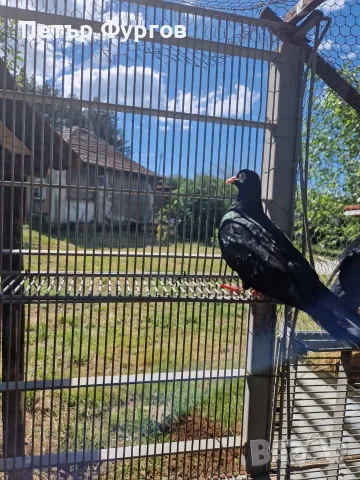 Продавам  чифт  черни донеци, снимка 3 - Гълъби - 56082950