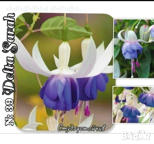 Фуксия за Градината и Балкона , снимка 9 - Градински цветя и растения - 54220620