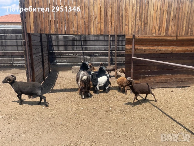 Декоративни холандски шилета / овце, снимка 2 - Овце - 51366008