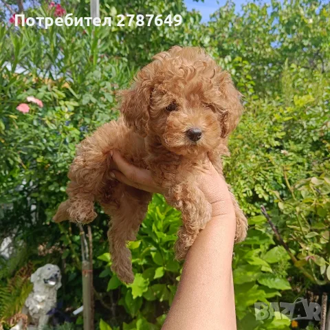Той пудел ❤️ момиче, снимка 3 - Пудели - 56083617