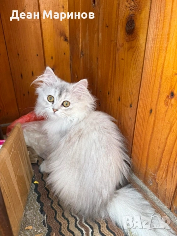 Британска дългокосместа сребърна чинчила, снимка 5 - Чинчили - 54257795