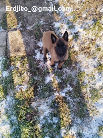 Белгийска овчарка Малиноа