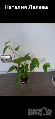 Епипремнум, epipremnum golden, снимка 2 - Стайни растения - 53885410